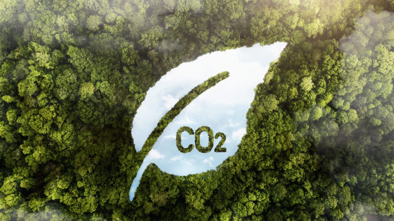 view-green-forest-trees-with-co2