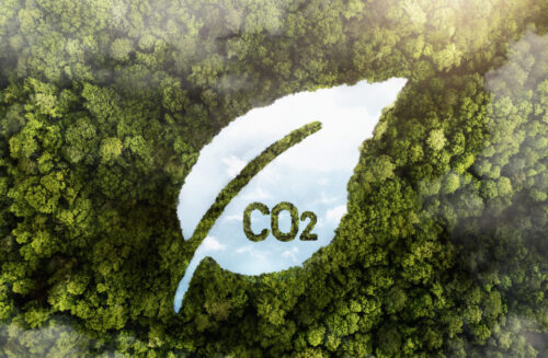 view-green-forest-trees-with-co2