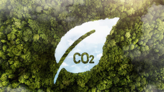 view-green-forest-trees-with-co2