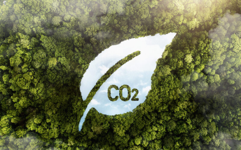 view-green-forest-trees-with-co2
